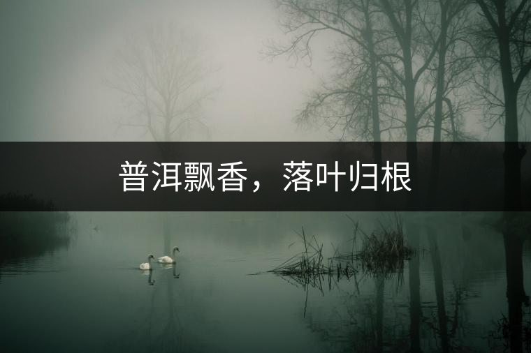 普洱飄香，落葉歸根