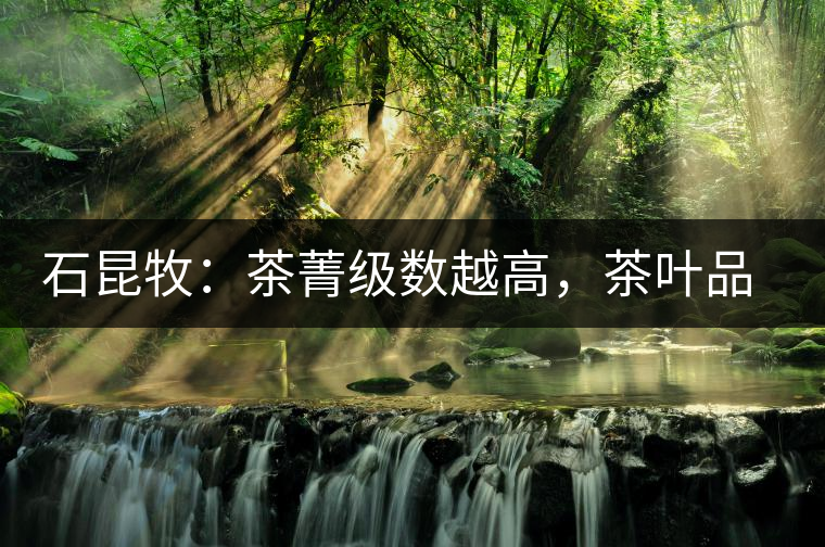 石昆牧：茶菁級數(shù)越高，茶葉品質(zhì)就越好？