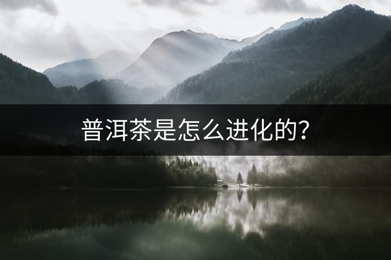 普洱茶是怎么進(jìn)化的？