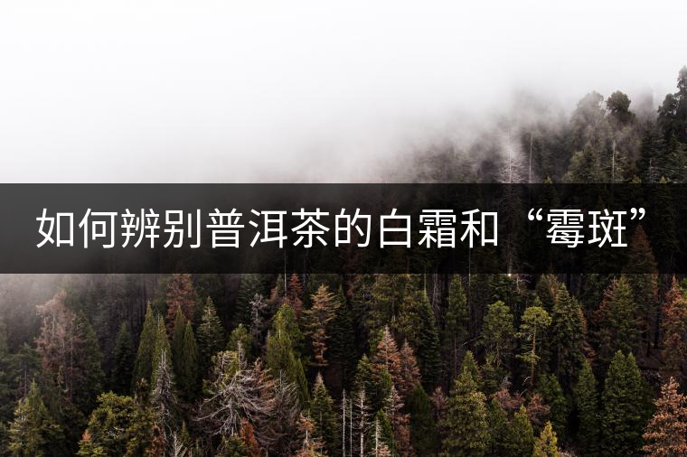如何辨別普洱茶的白霜和“霉斑”？
