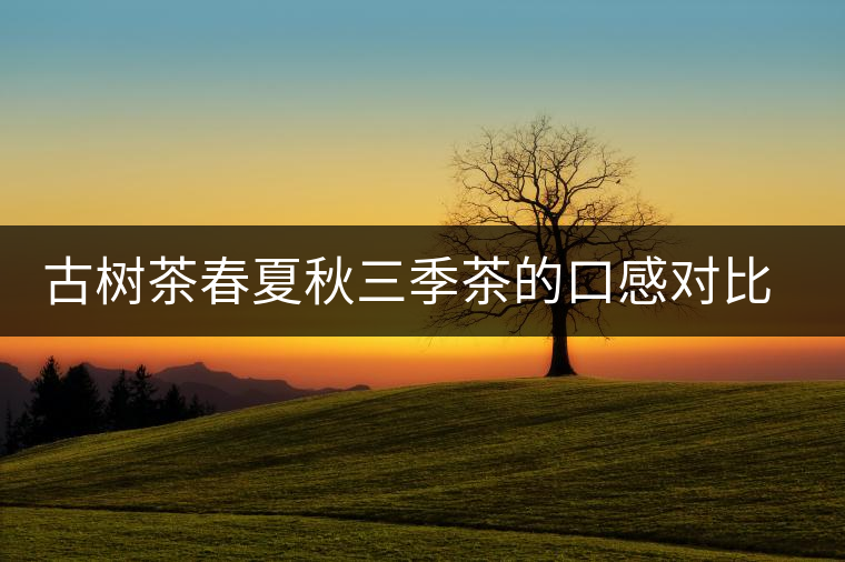 古樹茶春夏秋三季茶的口感對(duì)比，尤其是回甘方面有什么不同？