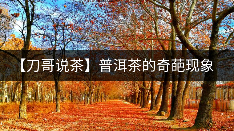 【刀哥說茶】普洱茶的奇葩現(xiàn)象之——新茶比老茶貴！