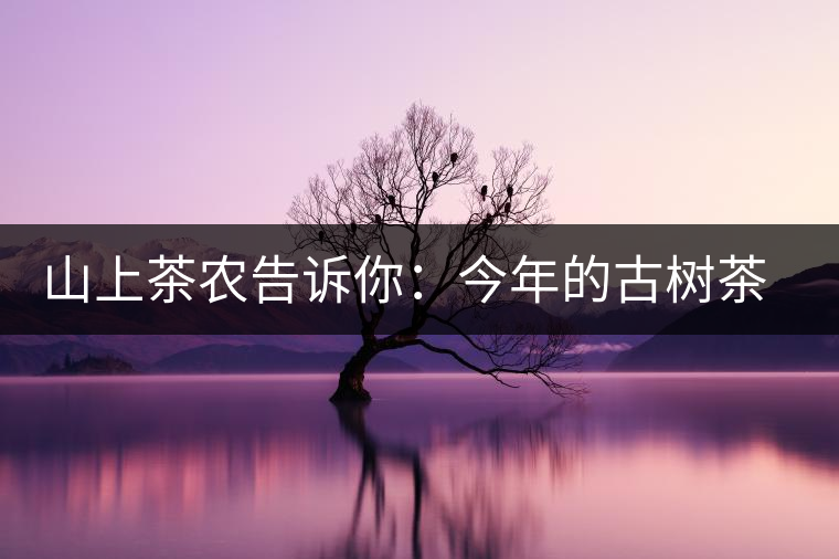 山上茶農(nóng)告訴你：今年的古樹茶為什么那么貴？