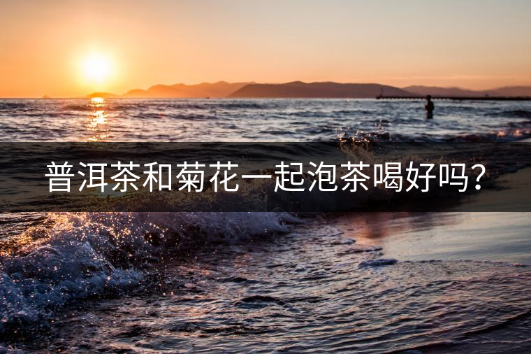 普洱茶和菊花一起泡茶喝好嗎？