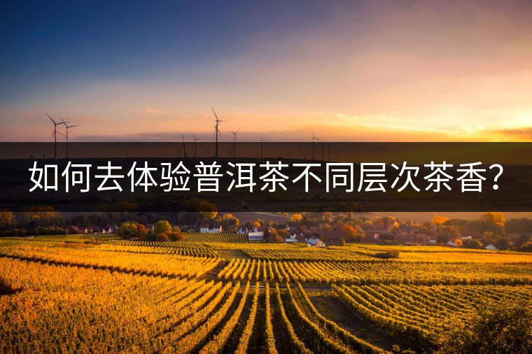 如何去體驗普洱茶不同層次茶香？
