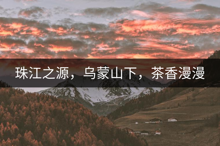 珠江之源，烏蒙山下，茶香漫漫