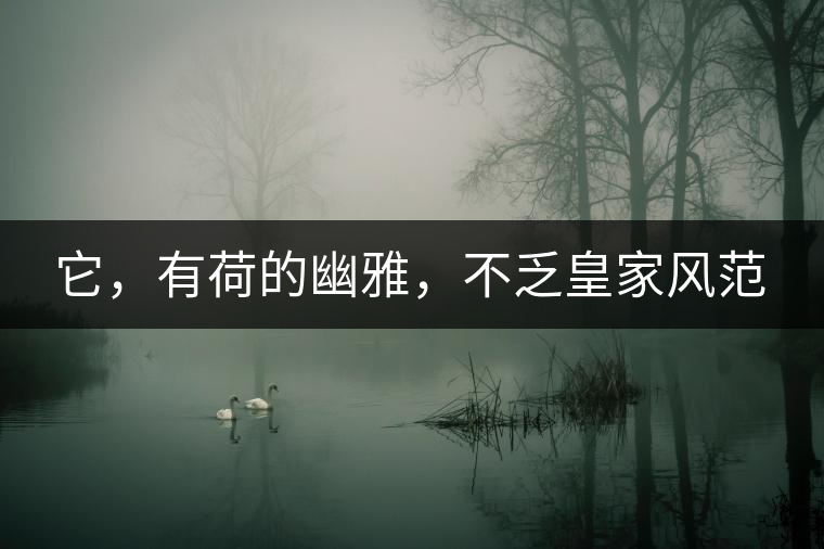 它，有荷的幽雅，不乏皇家風(fēng)范