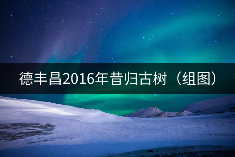 德豐昌2016年昔歸古樹（組圖）