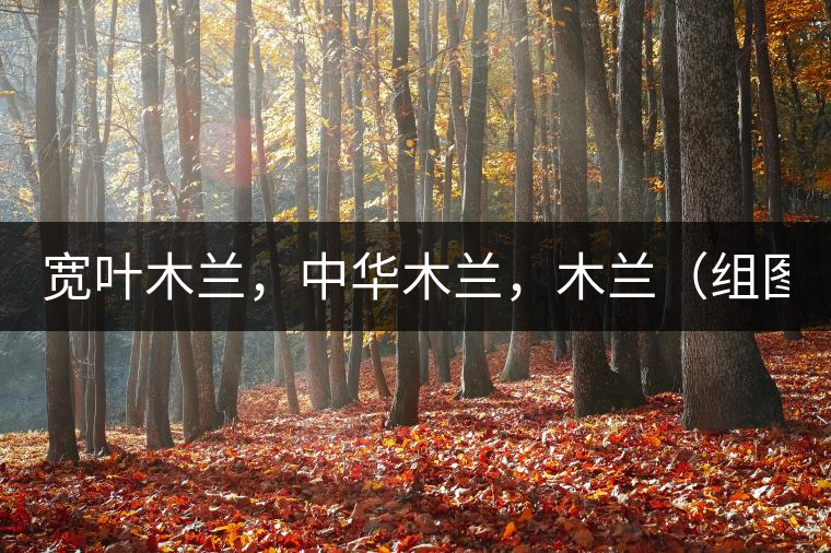 寬葉木蘭，中華木蘭，木蘭（組圖）