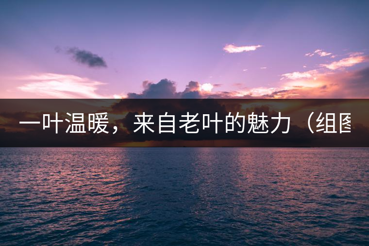 一葉溫暖，來自老葉的魅力（組圖）