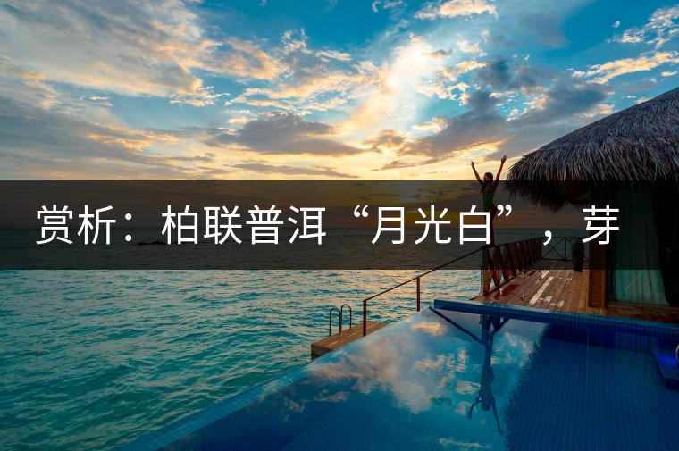 賞析：柏聯(lián)普洱“月光白”，芽白葉黑香甜四溢