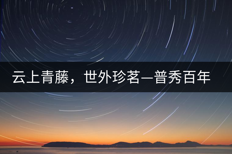 云上青藤，世外珍茗—普秀百年藤條茶即將上市