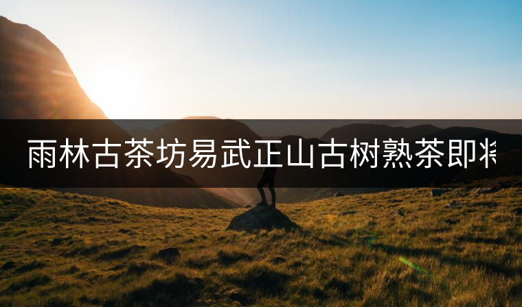 雨林古茶坊易武正山古樹熟茶即將上市！