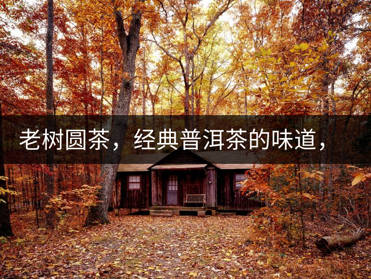 老樹(shù)圓茶，經(jīng)典普洱茶的味道，即將上市