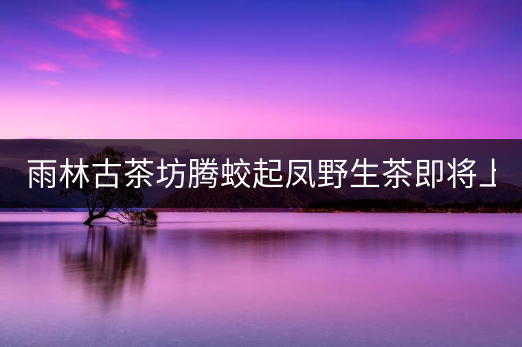 雨林古茶坊騰蛟起鳳野生茶即將上市！