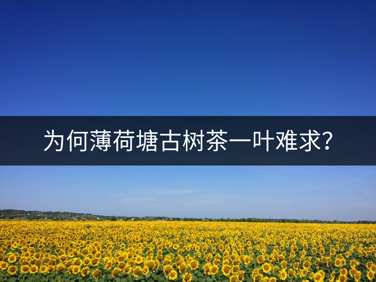 為何薄荷塘古樹(shù)茶一葉難求？
