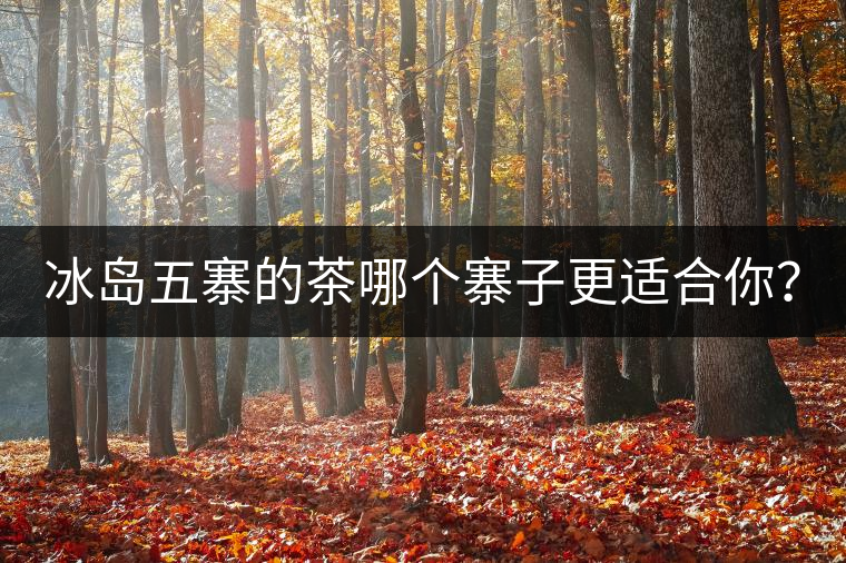 冰島五寨的茶哪個寨子更適合你？