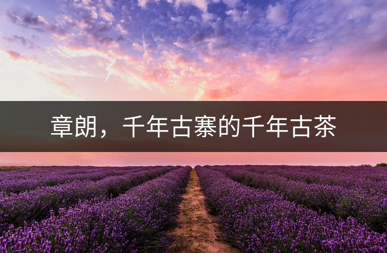 章朗，千年古寨的千年古茶