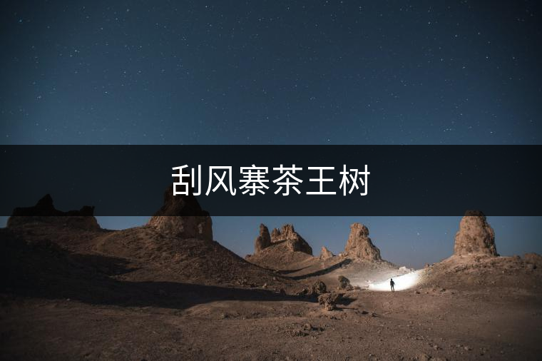 刮風(fēng)寨茶王樹