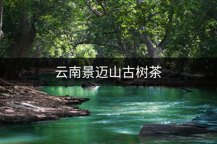 云南景邁山古樹(shù)茶