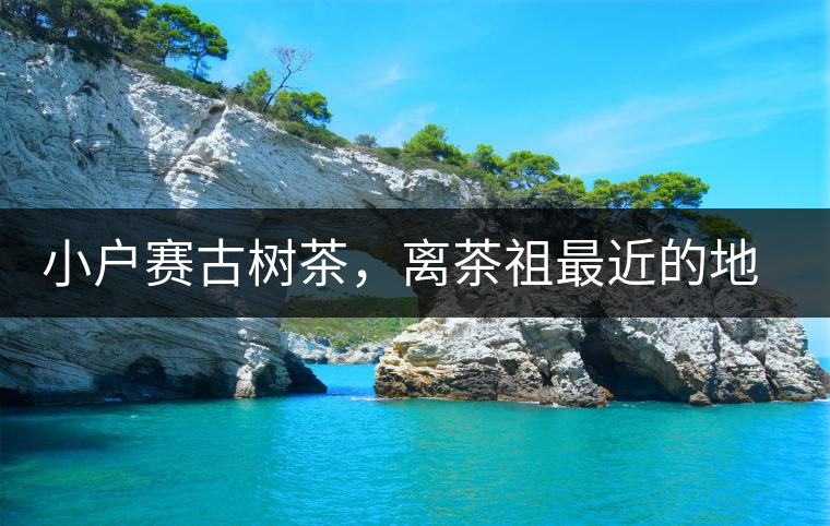 小戶賽古樹茶，離茶祖最近的地方！獨(dú)特的甜與凈！