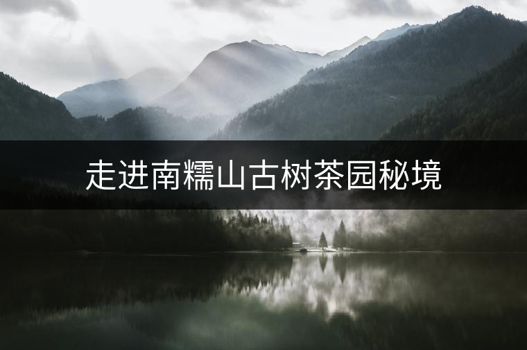 走進南糯山古樹茶園秘境