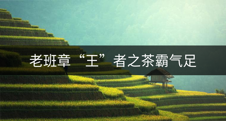 老班章“王”者之茶霸氣足