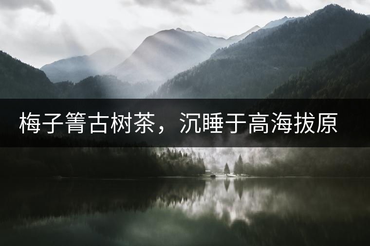 梅子箐古樹茶，沉睡于高海拔原生態(tài)的冰甜美人