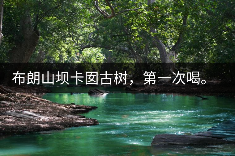 布朗山壩卡囡古樹，第一次喝。感覺(jué)不錯(cuò)，這茶不苦