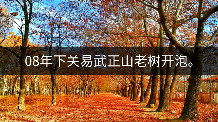 08年下關(guān)易武正山老樹開泡。