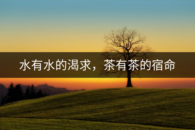 水有水的渴求，茶有茶的宿命