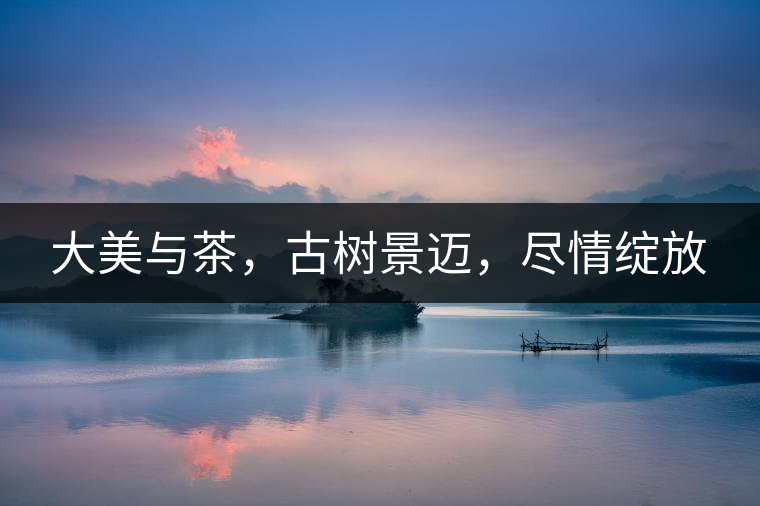 大美與茶，古樹景邁，盡情綻放