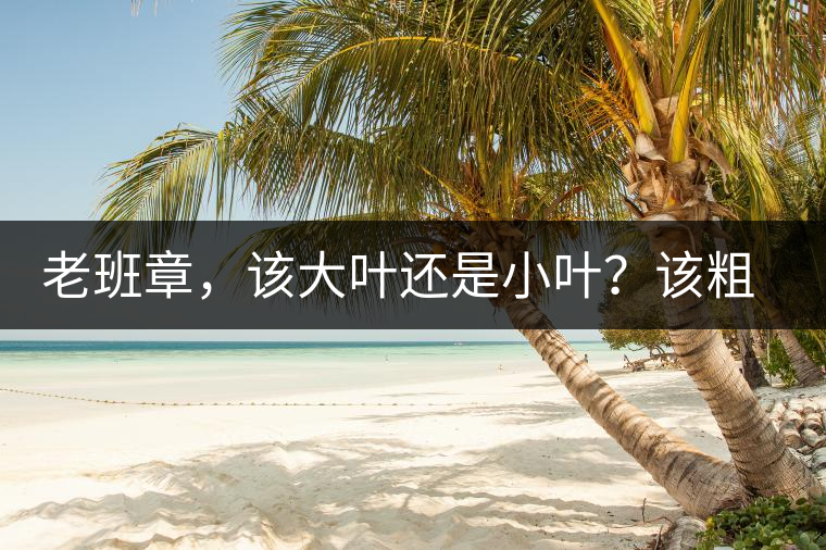 老班章，該大葉還是小葉？該粗老還是細(xì)嫩？