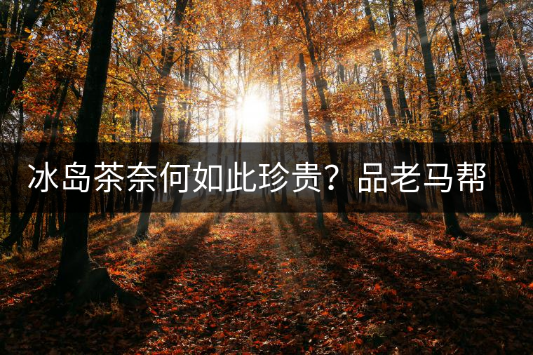 冰島茶奈何如此珍貴？品老馬幫之“冰島老寨”，答案在這里！