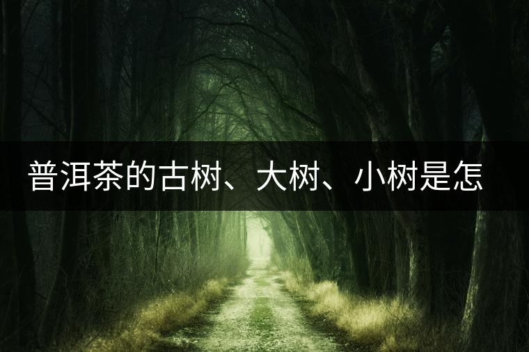 普洱茶的古樹、大樹、小樹是怎樣劃分的？