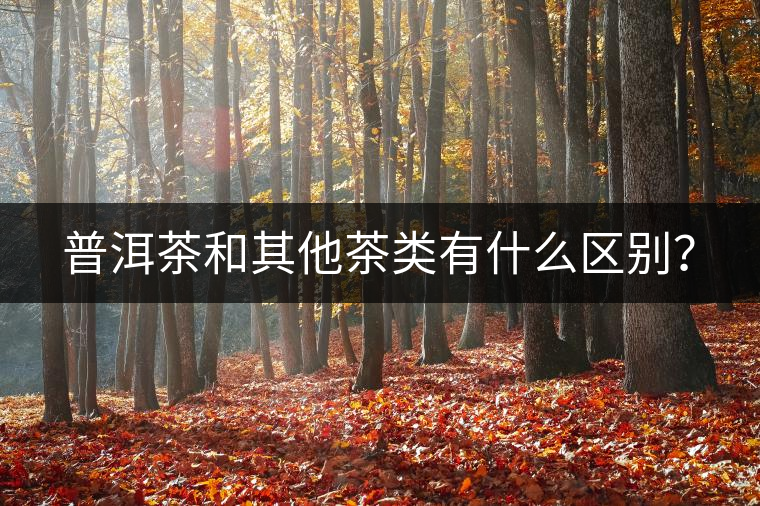 普洱茶和其他茶類有什么區(qū)別？