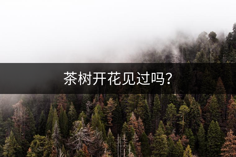 茶樹(shù)開(kāi)花見(jiàn)過(guò)嗎？