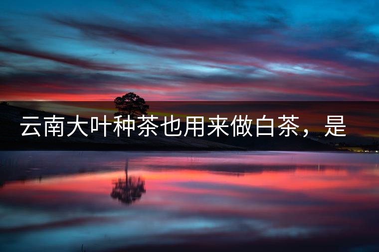 云南大葉種茶也用來做白茶，是真的好喝嗎？