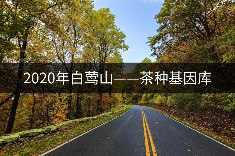2020年白鶯山——茶種基因庫 2020年白鶯山——茶種基因庫