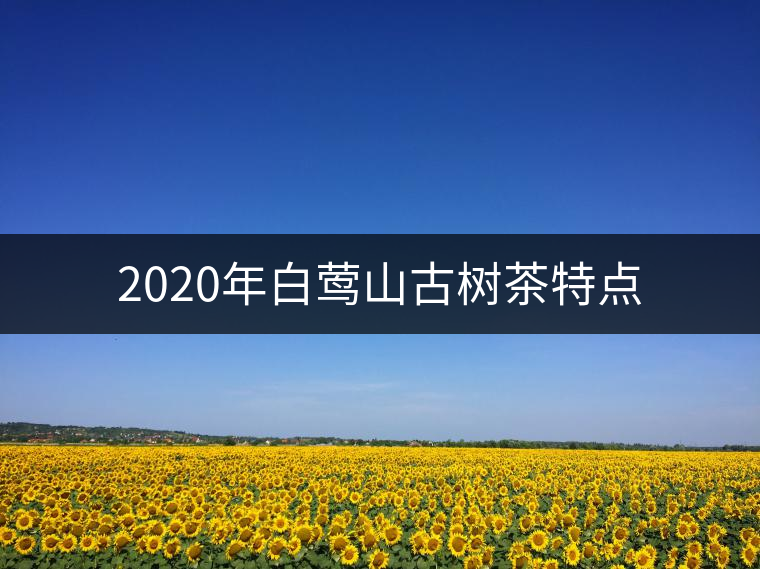 2020年白鶯山古樹茶特點(diǎn)