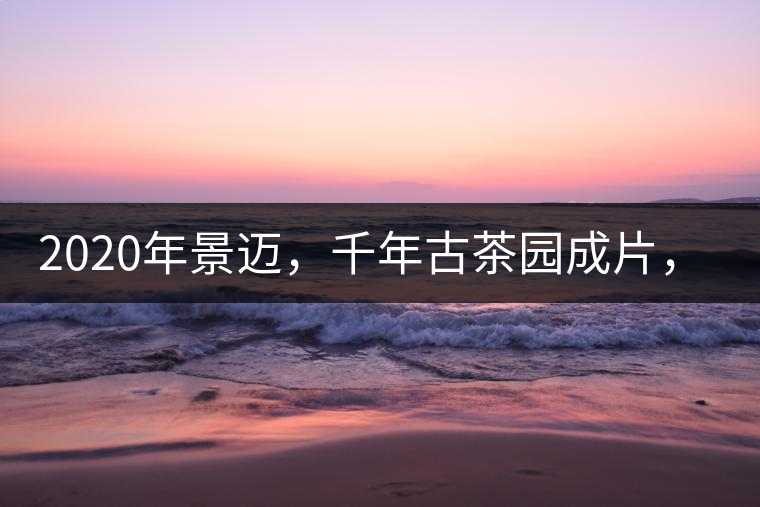 2020年景邁，千年古茶園成片，蘭花香堪稱一絕！