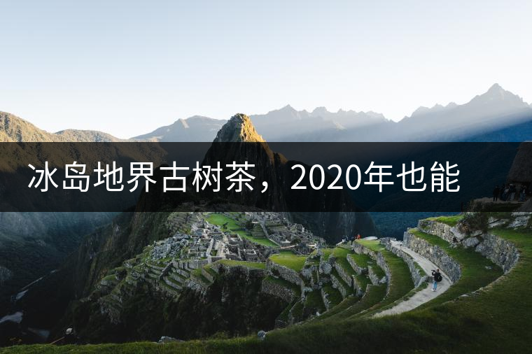 冰島地界古樹茶，2020年也能便宜喝到的冰島古樹茶