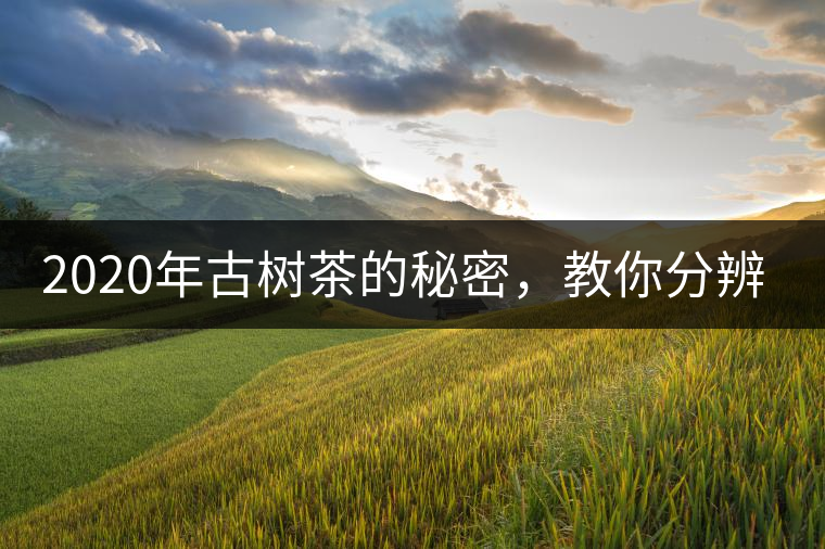 2020年古樹茶的秘密，教你分辨古樹茶