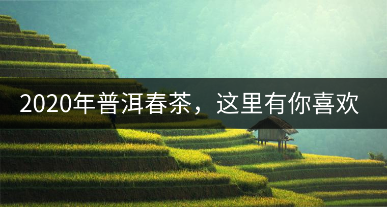 2020年普洱春茶，這里有你喜歡的山頭嗎？