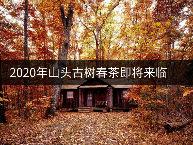 2020年山頭古樹春茶即將來(lái)臨，開啟山頭茶的既然是它