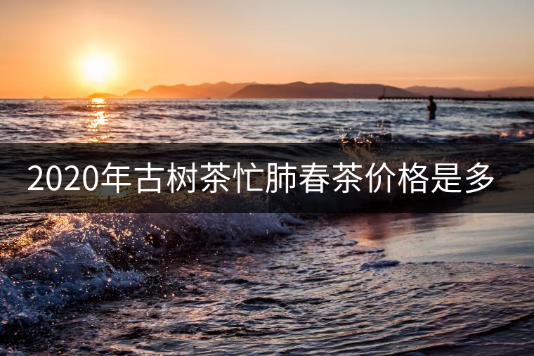 2020年古樹茶忙肺春茶價格是多少？