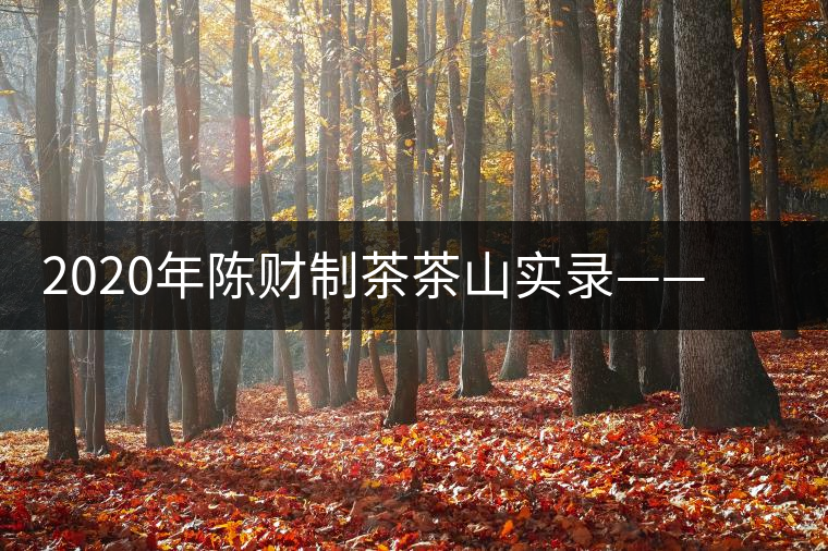 2020年陳財(cái)制茶茶山實(shí)錄——遺世獨(dú)立的高桿古樹(shù) 2020年陳財(cái)制茶茶山實(shí)錄——遺世獨(dú)立的高桿古樹(shù)