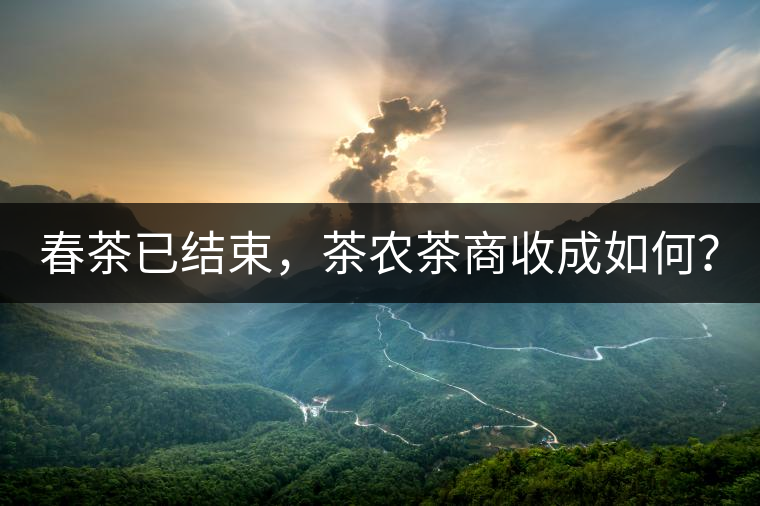 春茶已結(jié)束，茶農(nóng)茶商收成如何？