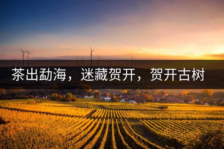 茶出勐海，迷藏賀開(kāi)，賀開(kāi)古樹(shù)普洱茶