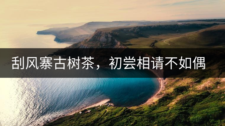 刮風(fēng)寨古樹茶，初嘗相請不如偶遇